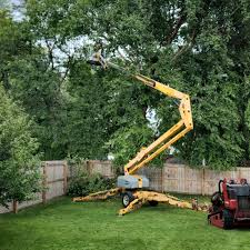 Best Tree Cabling and Bracing  in Petaluma, CA