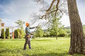 Best Residential Tree Removal  in Petaluma, CA